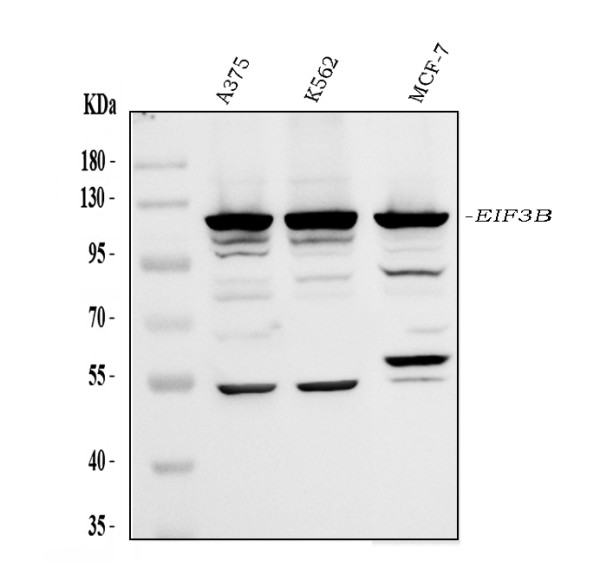  Western blot analysis of EIF3B using anti-EIF3B antibody (PA2030)