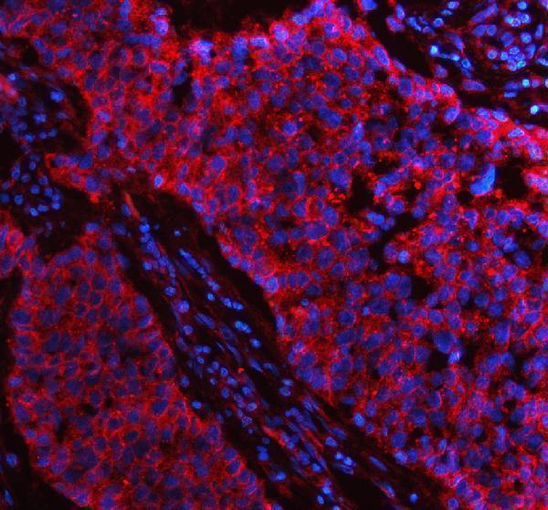 pa2033 flot1 primary antibodies if testing 1