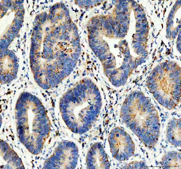 pa2033 flot1 primary antibodies ihc testing 2_1