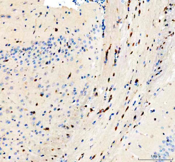 pa2033 flot1 primary antibodies ihc testing 3_1