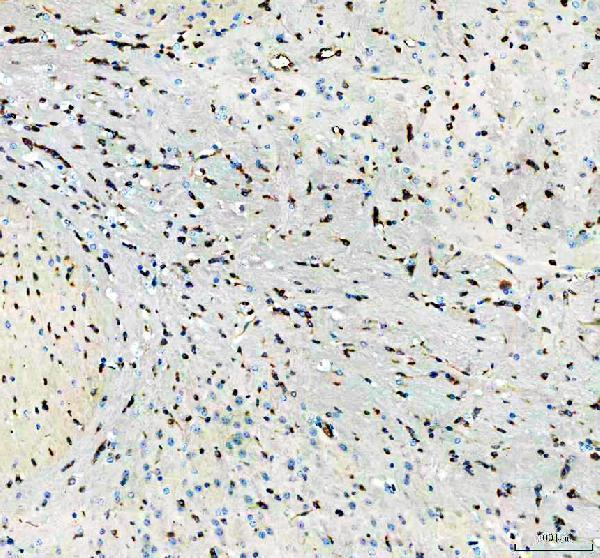 pa2033 flot1 primary antibodies ihc testing 4
