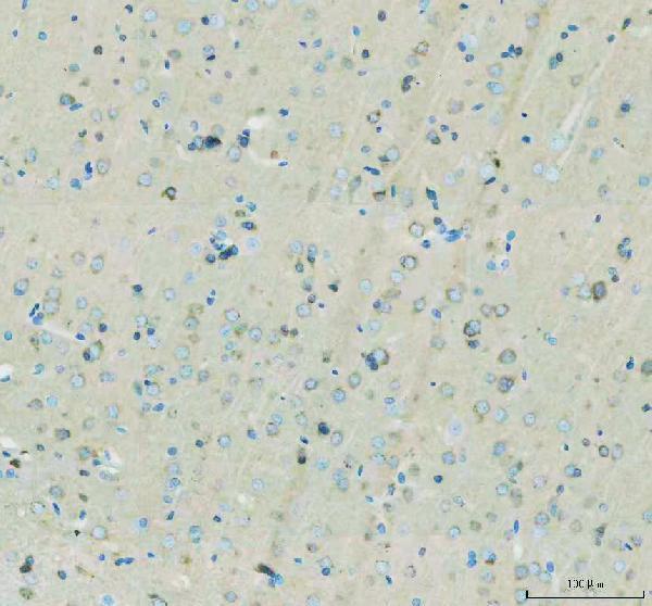 pa2033 flot1 primary antibodies ihc testing 5