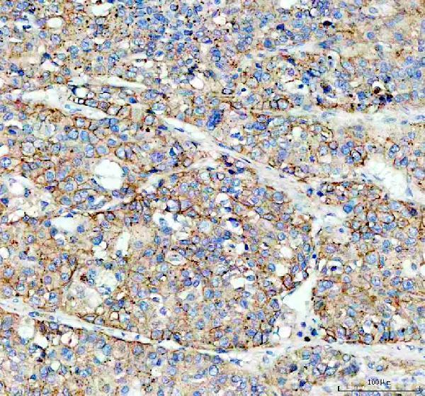 pa2033 flot1 primary antibodies ihc testing 6