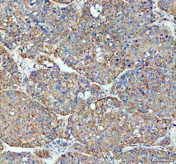 pa2033 flot1 primary antibodies ihc testing 7
