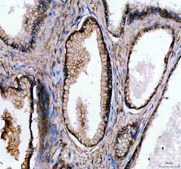 pa2033 flot1 primary antibodies ihc testing 8