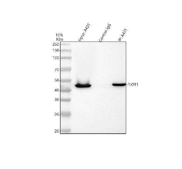 pa2033 flot1 primary antibodies ip testing 6