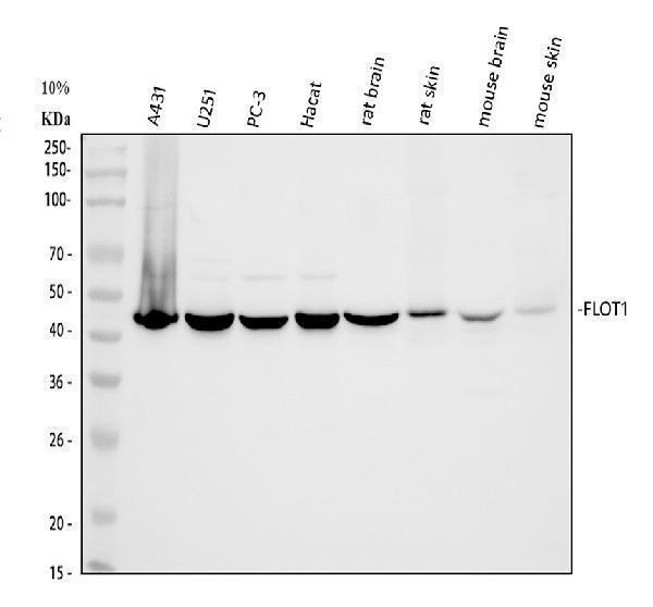 pa2033 flot1 primary antibodies wb testing 1_1