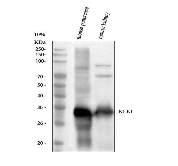 pa2038 klk1 primary antibodies wb testing 1