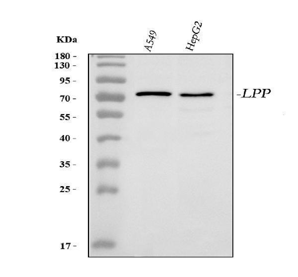 pa2040 lpp primary antibodies wb testing 1