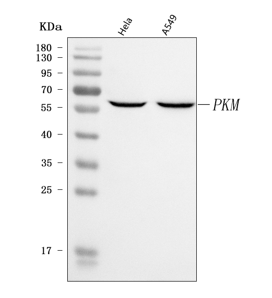 pa2046 pkm2 primary antibodies wb testing 1