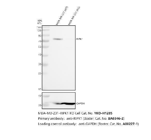 pa2051 ripk1 primary antibodies wb testing 2