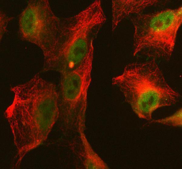 pa2068 abi2 primary antibodies if testing 1