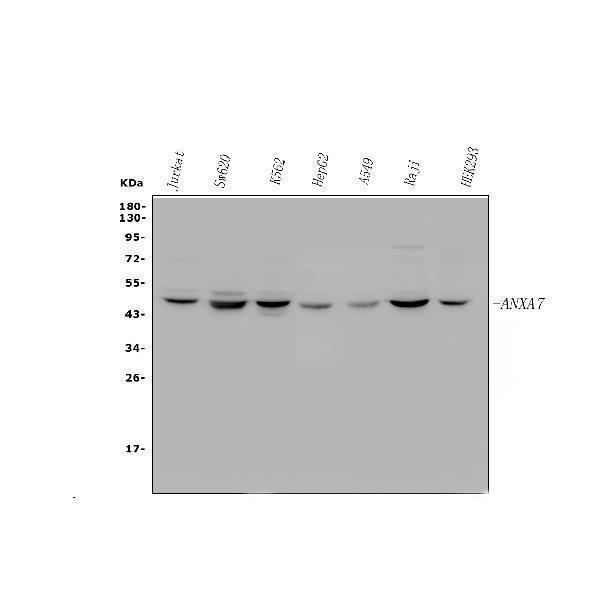 pa2076 anxa7 primary antibodies wb testing 1_1