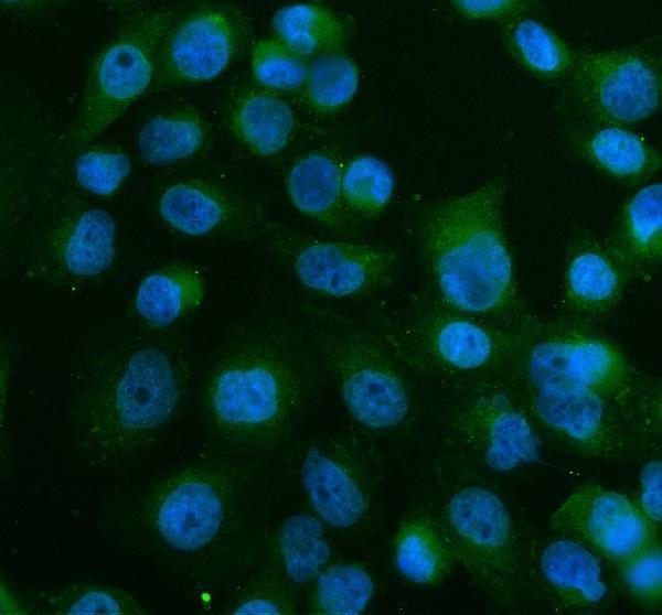 pa2079 ve cadherin primary antibodies icc testing 1