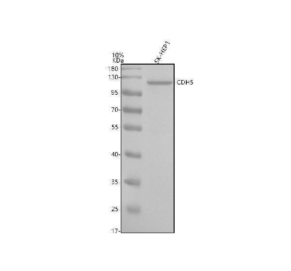 pa2079 ve cadherin primary antibodies wb testing 1