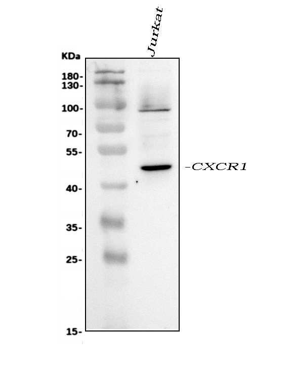 Figure 1. Western blot analysis of CXCR1 using anti-CXCR1 antibody (PA2080). Electrophoresis was performed on a 5-20% SDS-PAGE gel at 70V (Stacking gel) / 90V (Resolving gel) for 2-3 hours. The sample well of each lane was loaded with 30 ug of sample under reducing conditions. Lane 1: human Jurkat whole cell lysates. After electrophoresis, proteins were transferred to a nitrocellulose membrane at 150 mA for 50-90 minutes. Blocked the membrane with 5% non-fat milk/TBS for 1.5 hour at RT. The membrane was incubated with rabbit anti-CXCR1 antigen affinity purified polyclonal antibody (Catalog # PA2080) at 0.5 microg/mL overnight at 4°C, then washed with TBS-0.1%Tween 3 times with 5 minutes each and probed with a goat anti-rabbit IgG-HRP secondary antibody at a dilution of 1:5000 for 1.5 hour at RT. The signal is developed using an Enhanced Chemiluminescent detection (ECL) kit (Catalog # EK1002) with Tanon 5200 system. A specific band was detected for CXCR1 at approximately 50 kDa. The expected band size for CXCR1 is at 40 kDa.