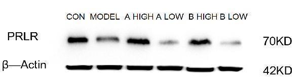 pa2087 prlr primary antibodies wb testing 1