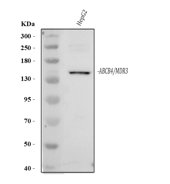 pa2090 abcb4 primary antibodies wb testing 1