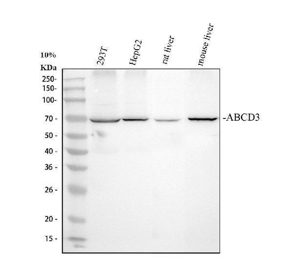 pa2091 abcd3 primary antibodies wb testing 1