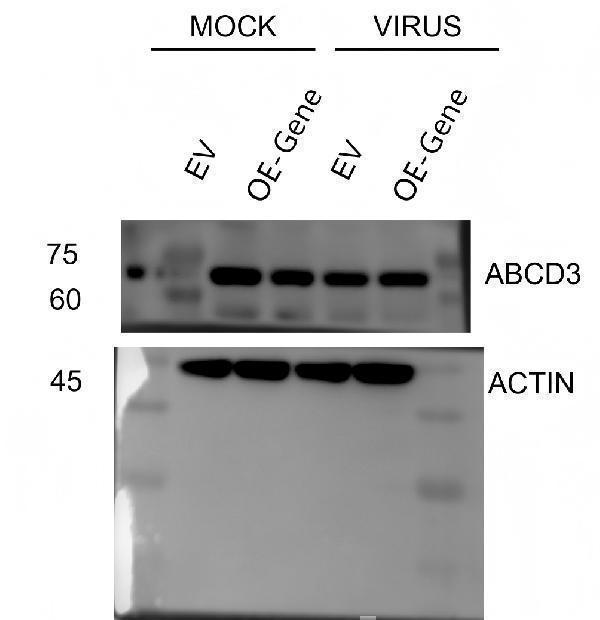 pa2091 abcd3 primary antibodies wb testing 2