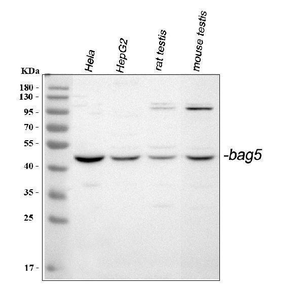  Western blot analysis of BAG5 using anti-BAG5 antibody (PA2101)