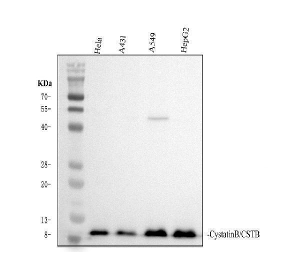 pa2106 cstb primary antibodies wb testing 1