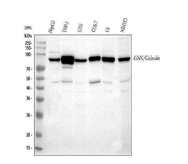  Western blot analysis of Gelsolin using anti-Gelsolin antibody (PA2109)