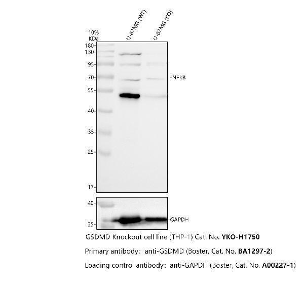 pa2111 nfkb primary antibodies wb testing 2