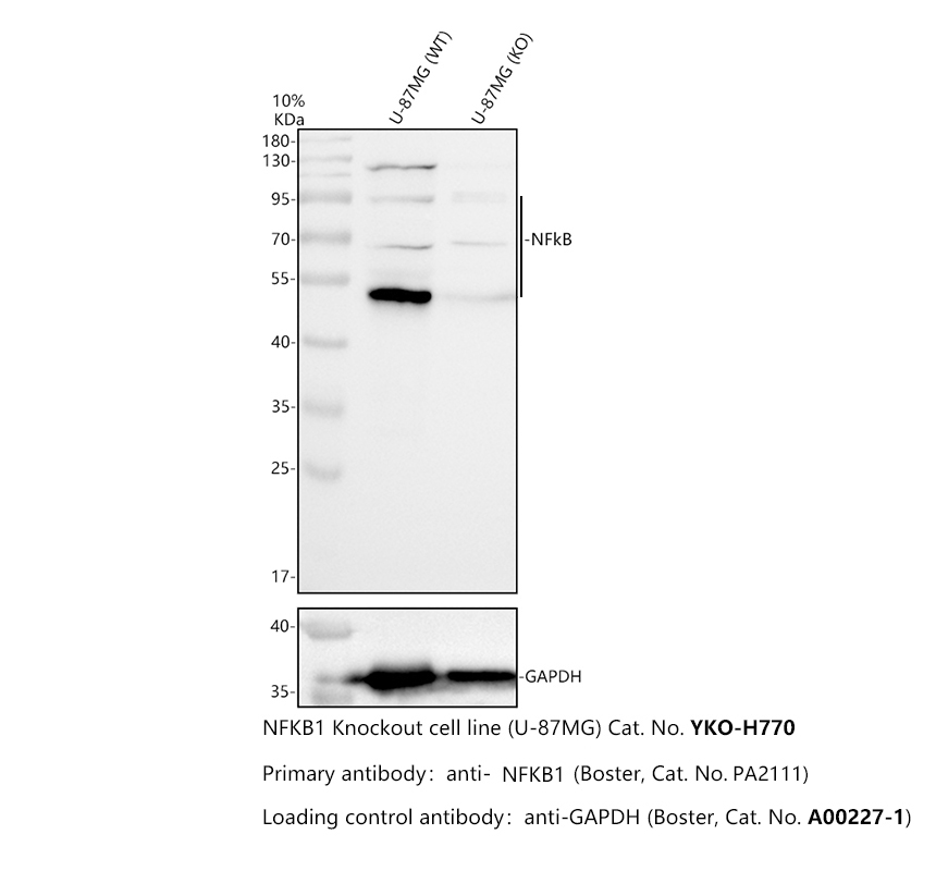 pa2111 nfkb primary antibodies wb testing 2_1
