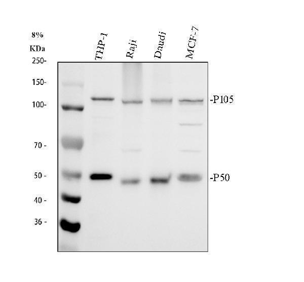 pa2111 nfkb1 primary antibodies wb testing 1