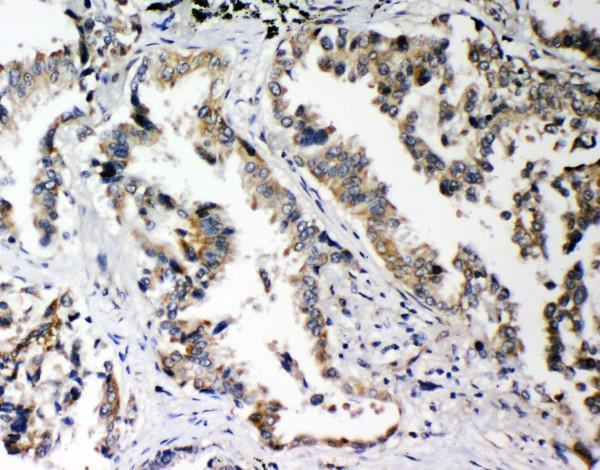 pa2131 2_1