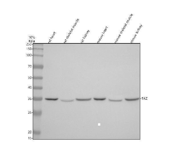 pa2135 taz primary antibodies wb testing 1