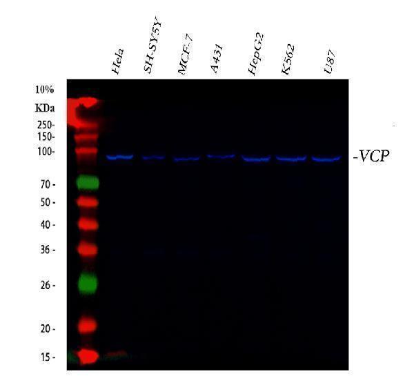 pa2137 vcp primary antibodies wb testing 12