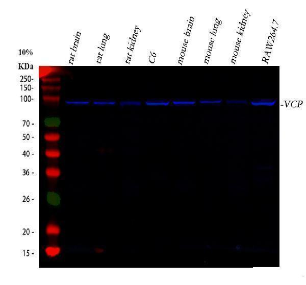 pa2137 vcp primary antibodies wb testing 13