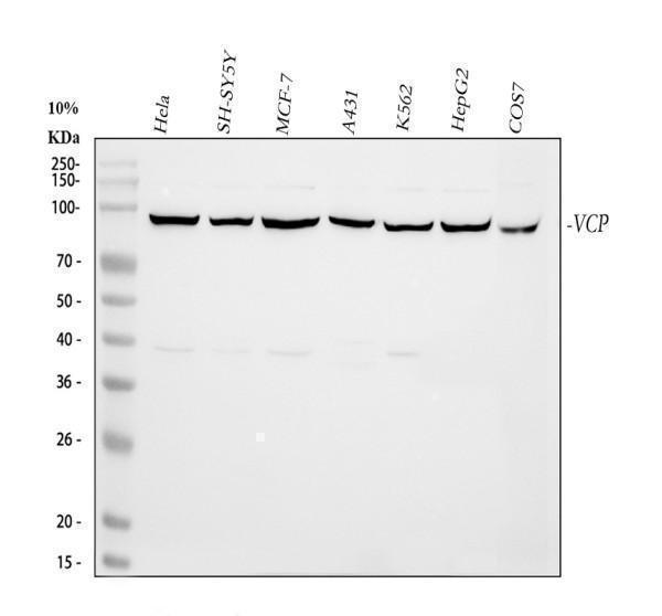 pa2137 vcp primary antibodies wb testing 1_1