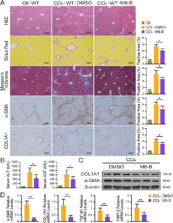 TRPM8 inhibitor mitigates liver fibrosis in CCl 4 -treated mice