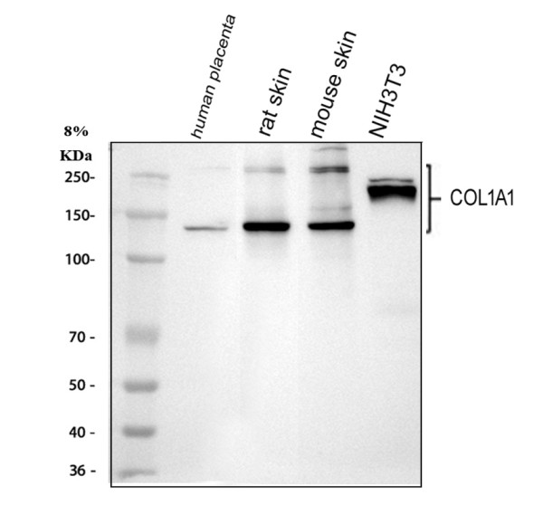 pa2140 2 col1a1 primary antibodies wb testing 1_1