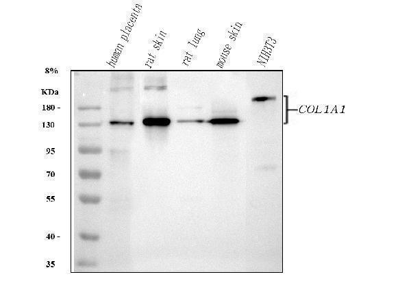 pa2140 2 col1a1 primary antibodies wb testing 1_1_1