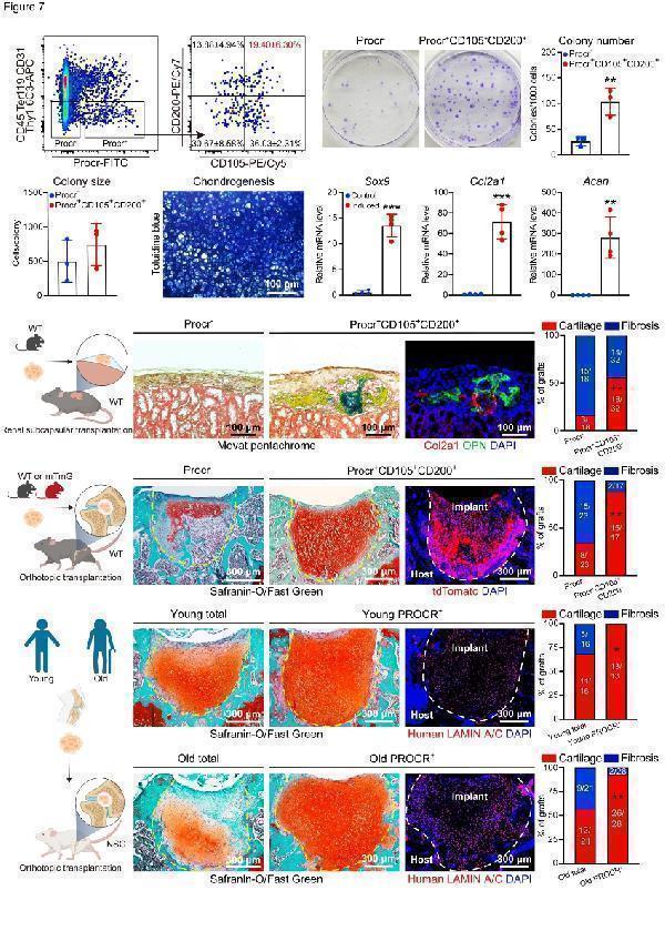 pa2141 1 col2a1 primary antibodies if testing 1