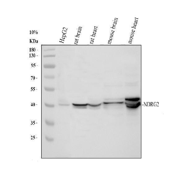 pa2148 ndrg2 primary antibodies wb testing 1
