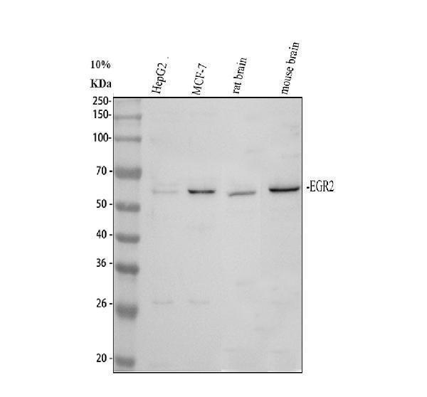pa2178 egr2 primary antibodies wb testing 1