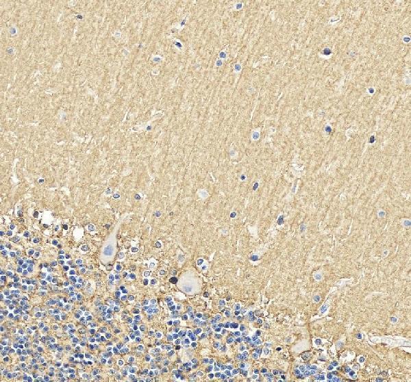 pa2185 slc1a3 primary antibodies ihc testing 1