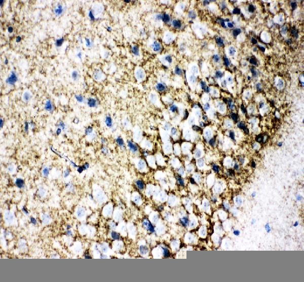 pa2185 slc1a3 primary antibodies ihc testing 2