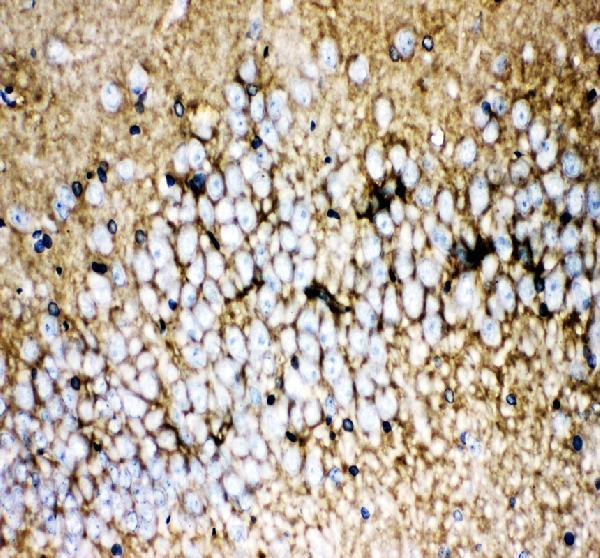 pa2185 slc1a3 primary antibodies ihc testing 3