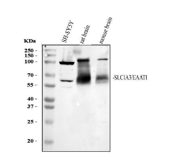 pa2185 slc1a3 primary antibodies wb testing 1