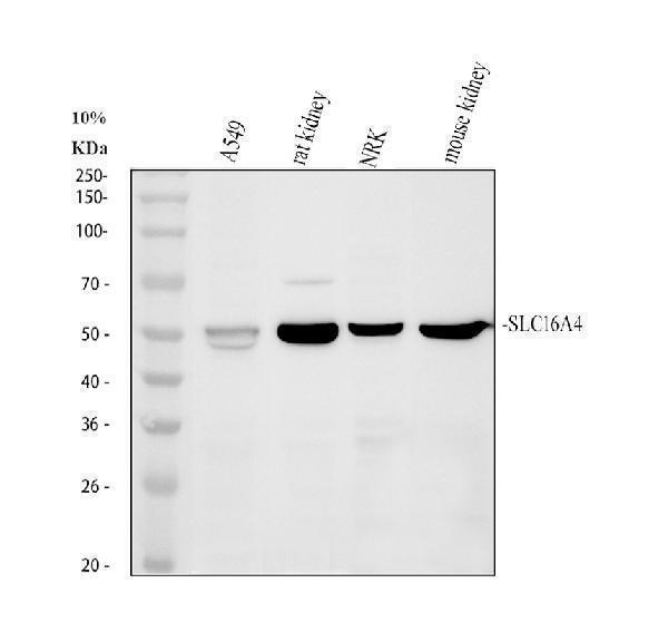 pa2189 slc16a4 primary antibodies wb testing 1