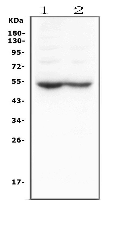 Figure 1. Western blot analysis of DRD5 using anti-DRD5 antibody (PA2204). Electrophoresis was performed on a 5-20% SDS-PAGE gel at 70V (Stacking gel) / 90V (Resolving gel) for 2-3 hours. The sample well of each lane was loaded with 50ug of sample under reducing conditions. Lane 1: rat brain tissue lysates, Lane 2: mouse brain tissue lysates, After Electrophoresis, proteins were transferred to a Nitrocellulose membrane at 150mA for 50-90 minutes. Blocked the membrane with 5% Non-fat Milk/ TBS for 1.5 hour at RT. The membrane was incubated with rabbit anti-DRD5 antigen affinity purified polyclonal antibody (Catalog # PA2204) at 0.5 microg/mL overnight at 4°C, then washed with TBS-0.1%Tween 3 times with 5 minutes each and probed with a goat anti-rabbit IgG-HRP secondary antibody at a dilution of 1:10000 for 1.5 hour at RT. The signal is developed using an Enhanced Chemiluminescent detection (ECL) kit (Catalog # EK1002) with Tanon 5200 system. A specific band was detected for DRD5 at approximately 53KD. The expected band size for DRD5 is at 53KD.