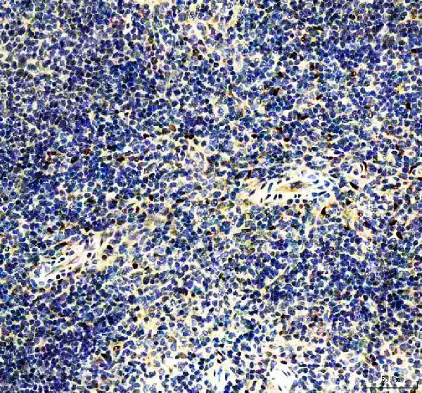 pa2209 irf8 primary antibodies ihc testing 2