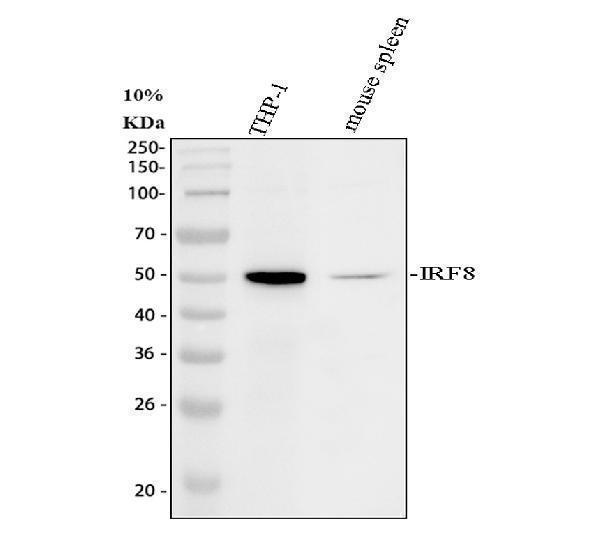 pa2209 irf8 primary antibodies wb testing 1