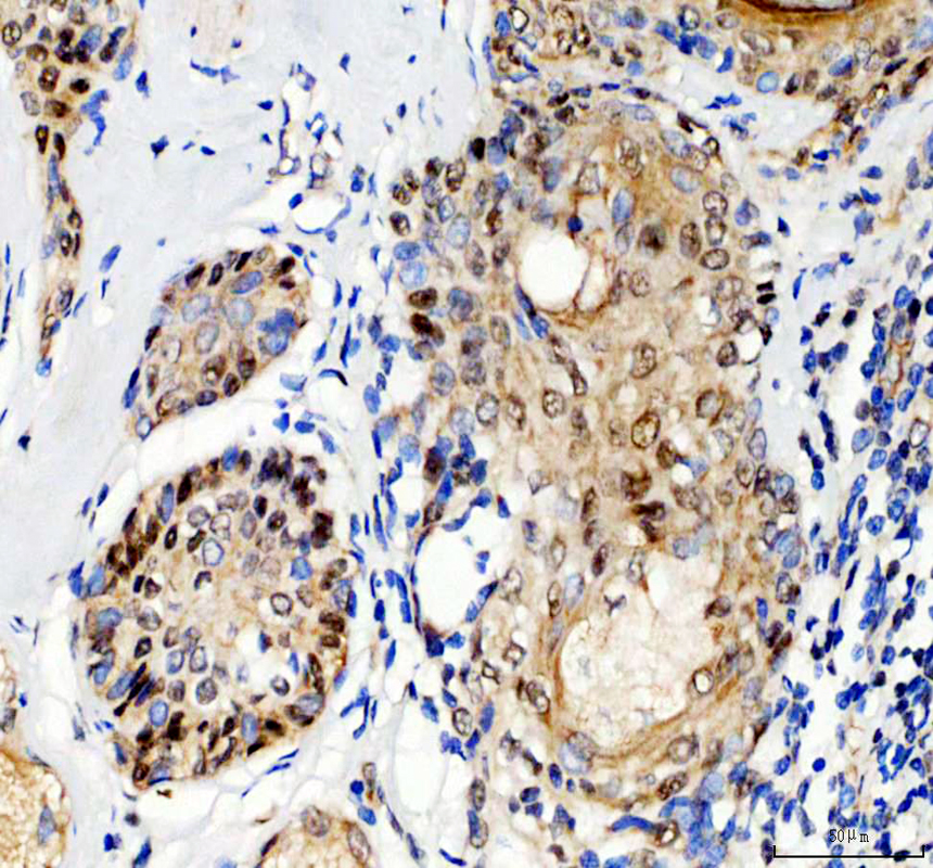pa2211 klf4 primary antibodies ihc testing 1